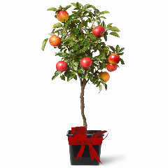 Apfelbaum_rgb_NEU2.png