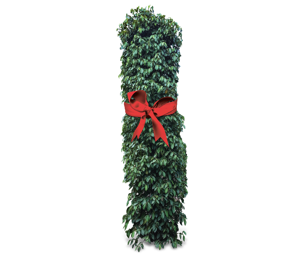 Plant de poivrier